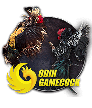 Khám Phá AE888 - Nhà Cái Cá Cược Trực Tuyến Hàng Đầu Tại Việt Nam 28 Sub Animal Od Cock