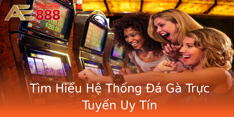 Tìm Hiểu Hệ Thống Đá Gà Trực Tuyến Uy Tín Tìm Hiểu Hệ Thống Đá Gà Trực Tuyến Uy Tín